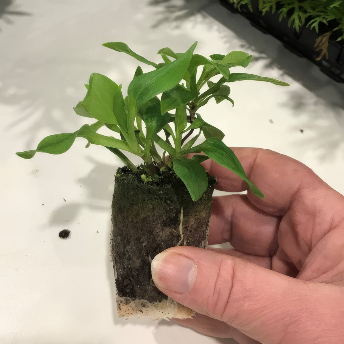 Princess Lily Plug - Garden Express Australia