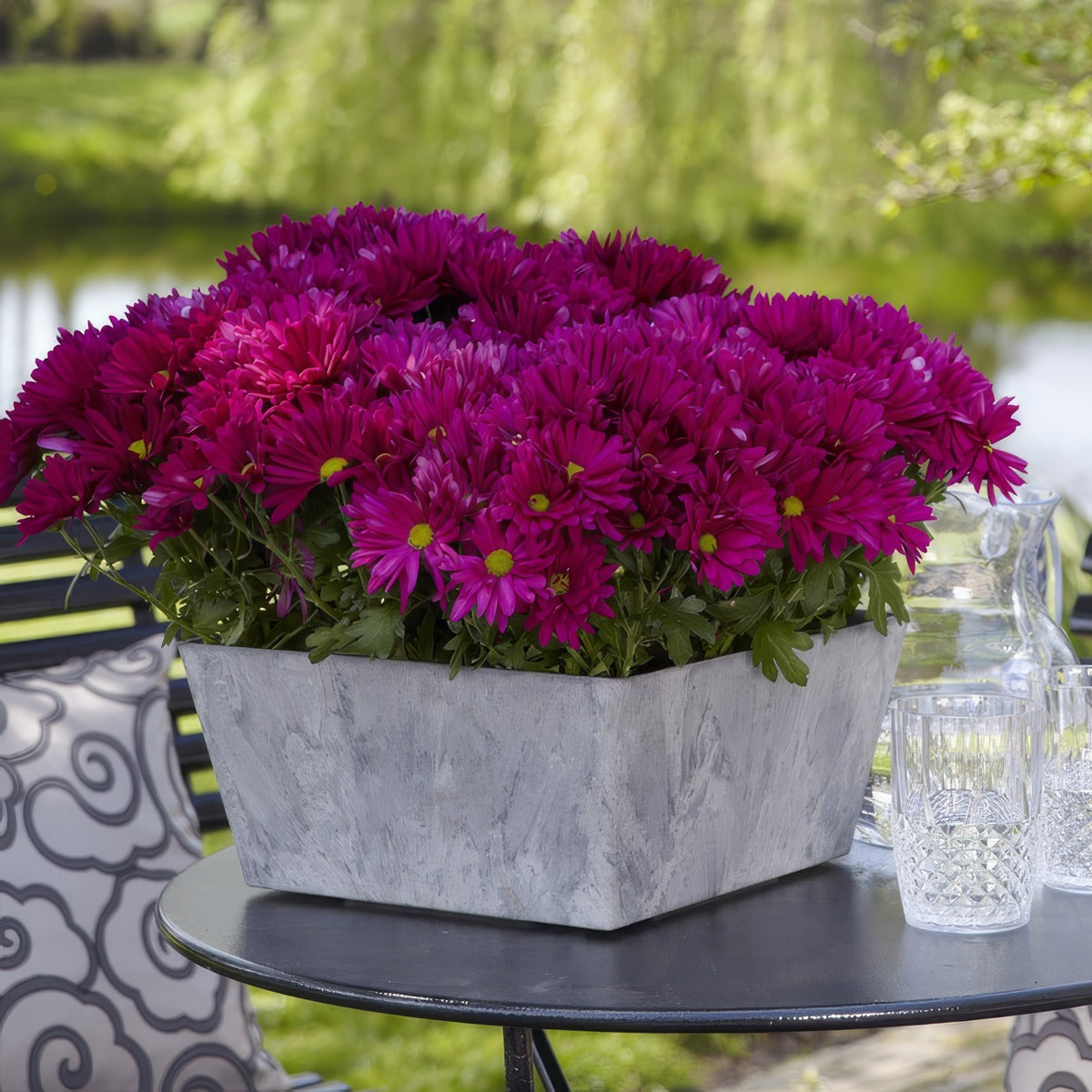 Pot Mum Breeze Cassis - Garden Express Australia