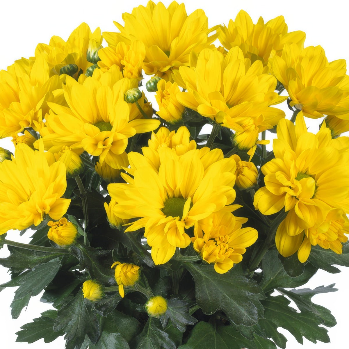 Pot Mum Breeze Sol - Garden Express Australia