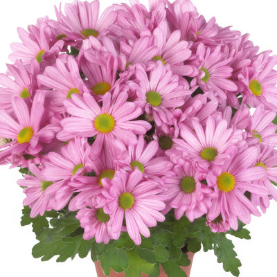 Pot Mum Breeze Sweet - Garden Express Australia
