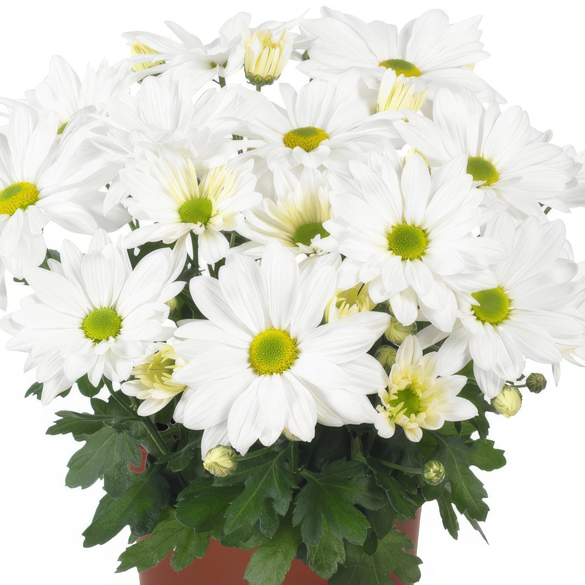 Pot Mum Breeze White - Garden Express Australia