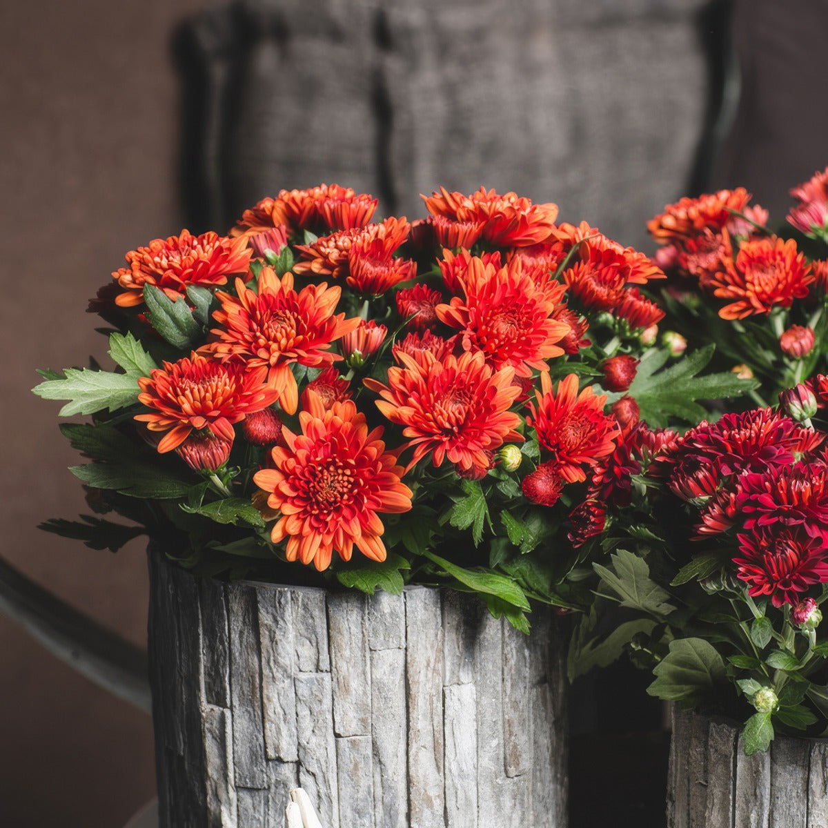 Chrysanthemum Chrystal Orange - Garden Express Australia