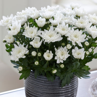 Chrysanthemum Chrystal White - Garden Express Australia