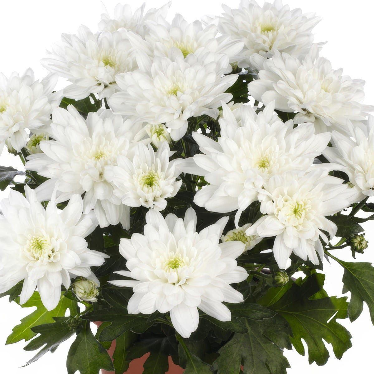 Pot Mum Chrystal Blanche - Garden Express Australia