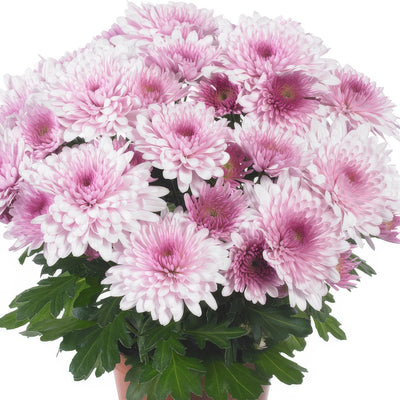 Pot Mum Chrystal Blush - Garden Express Australia