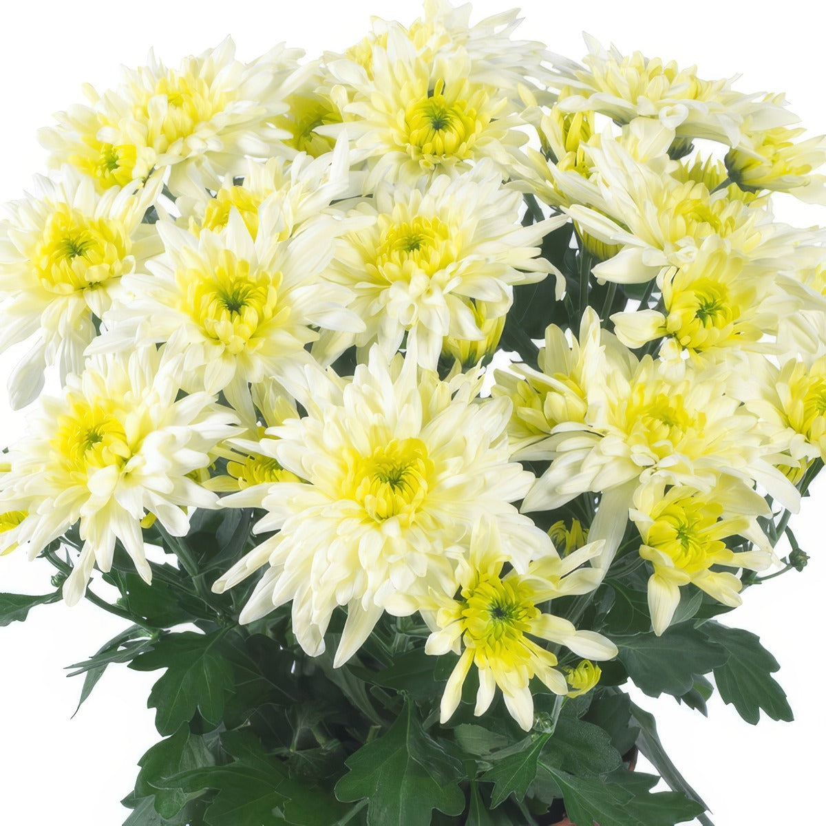 Pot Mum Chrystal Lemon - Garden Express Australia