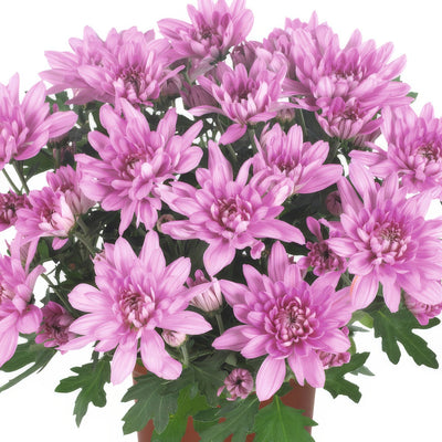 Pot Mum Chrystal Pink - Garden Express Australia