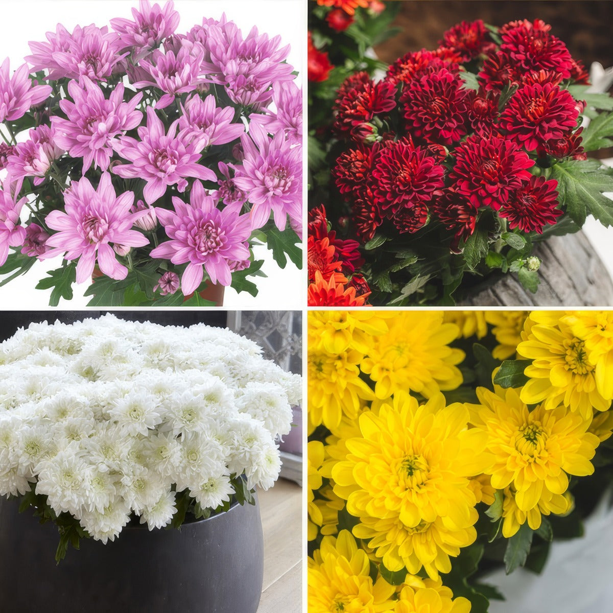 Pot Mum Chrysanthemum Chrystal Collection 2025 Colpmucco - Garden Express Australia