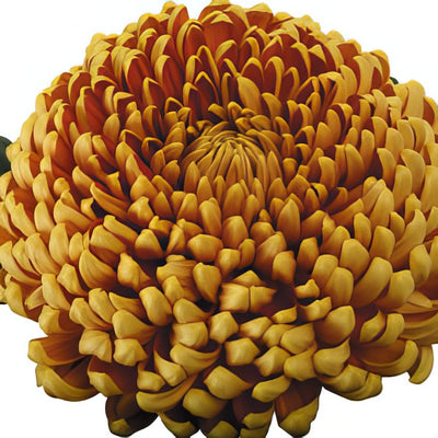 Chrys Pot Mum Kena Copper Pplpmukco - Garden Express Australia