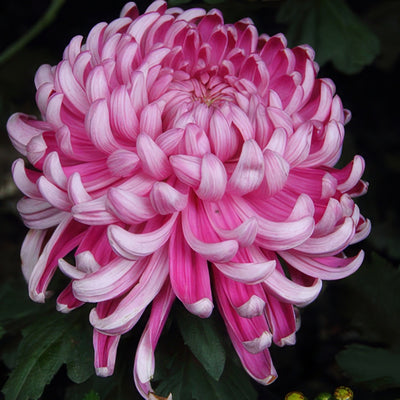 Chrys Pot Mum Kena Pink Pplpmukpi 2020 - Garden Express Australia