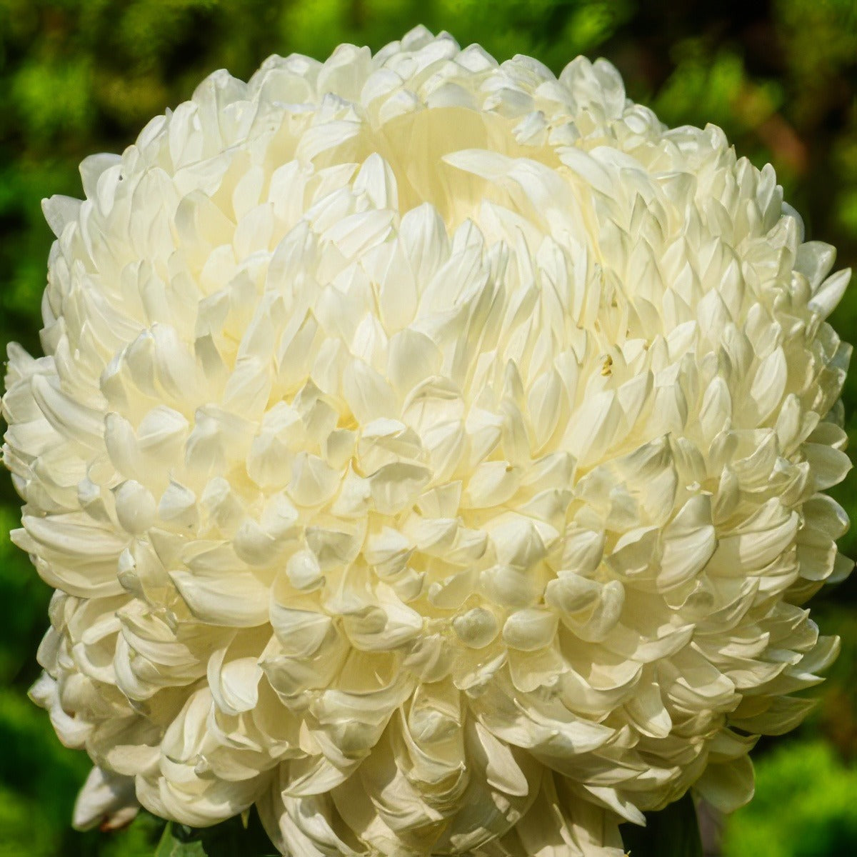 Chrys Pot Mum Kena White Pplpmukwh 2020 - Garden Express Australia