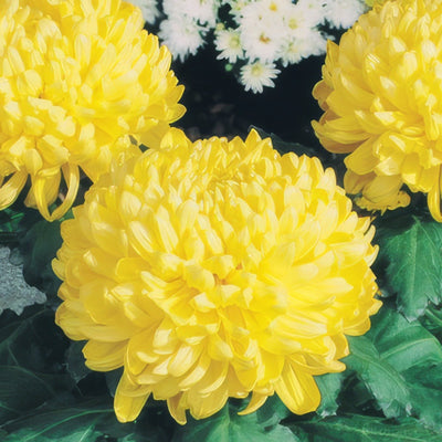 Chrys Pot Mum Kena Yellow Pplpmukye 2020 - Garden Express Australia