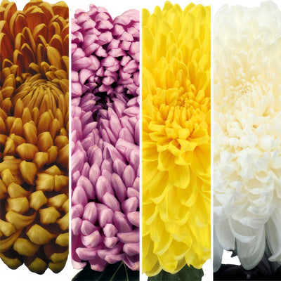Pot Mum Kena Chrysanthemum Collection Colpmukco - Garden Express Australia