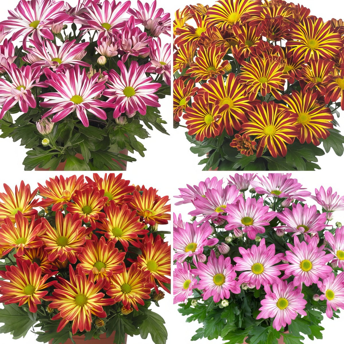 Pot Mum Chrysanthemum Novelty Collection 2025 Colpmunco - Garden Express Australia