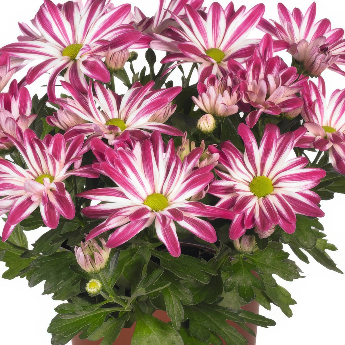 Pot Mum Rainbow Carousel - Garden Express Australia