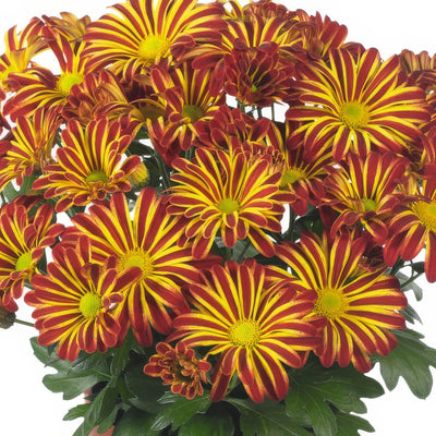 Pot Mum Rainbow Circus - Garden Express Australia