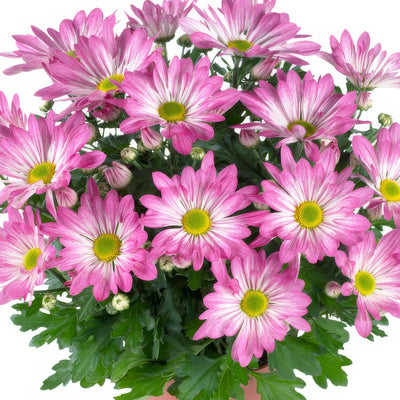 Pot Mum Rainbow Rosy - Garden Express Australia