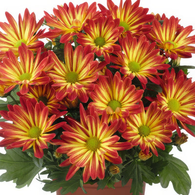 Pot Mum Rainbow Sunset - Garden Express Australia