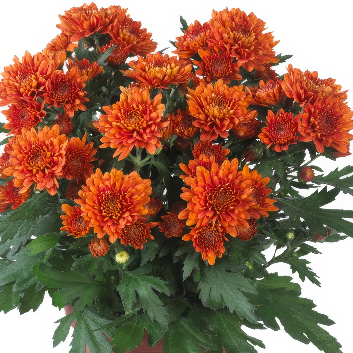 Pot Mum Chrystal Orange - Garden Express Australia
