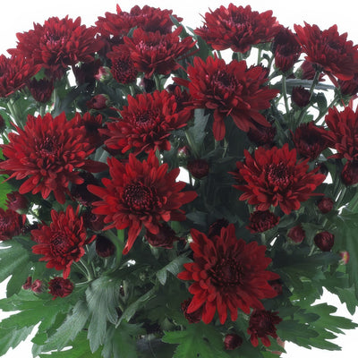 Pot Mum Chrystal Red - Garden Express Australia
