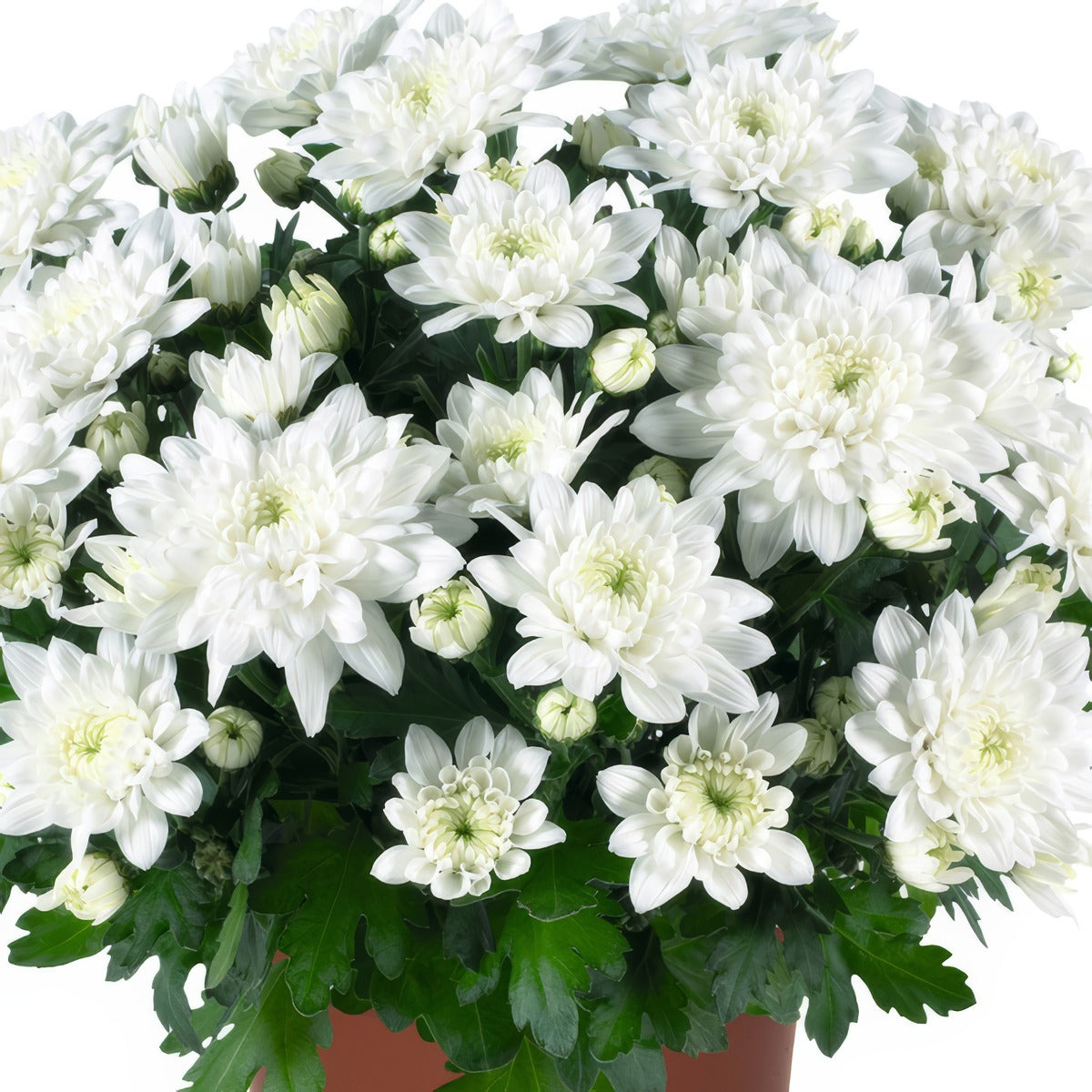 Pot Mum Chrystal White - Garden Express Australia