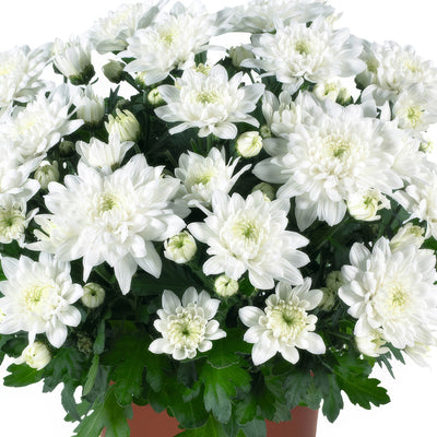 Pot Mum Chrystal White - Garden Express Australia