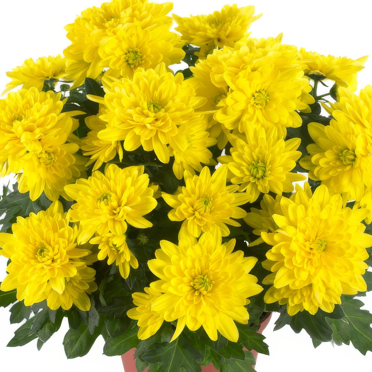 Pot Mum Chrystal Yellow - Garden Express Australia