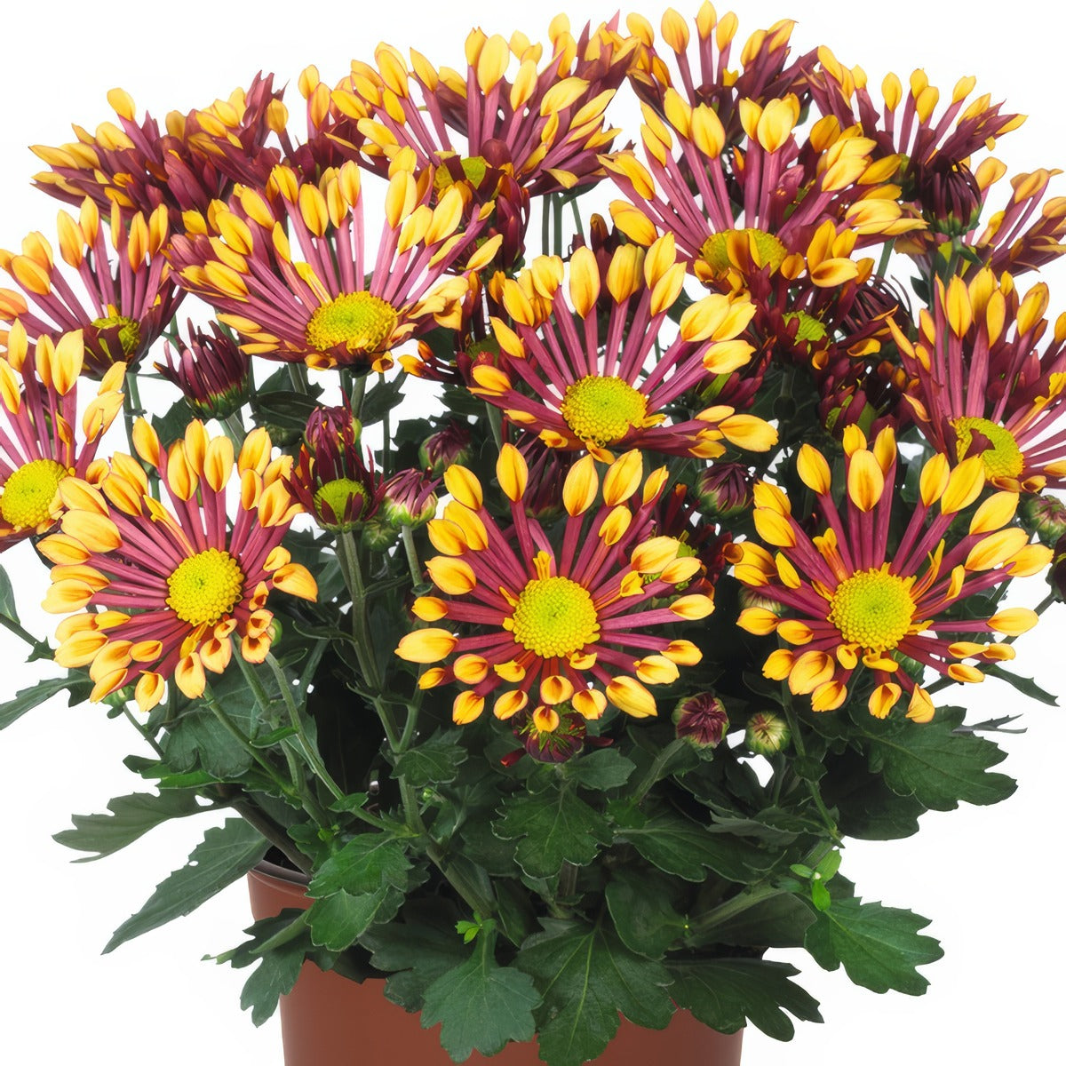 Pot Mum Splash Energy - Garden Express Australia