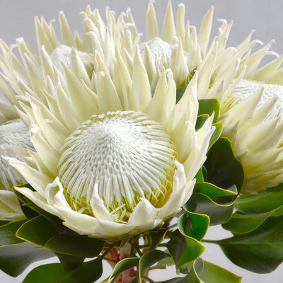 Protea King White - Garden Express Australia