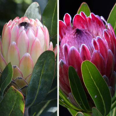 Protea Pink Duo Colpropkd - Garden Express Australia