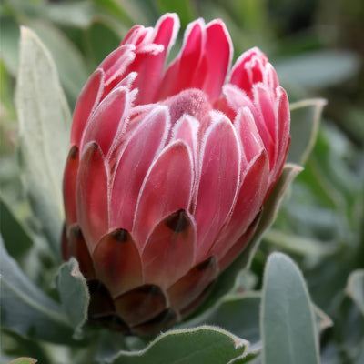 Protea Christine P10prochr - Garden Express Australia