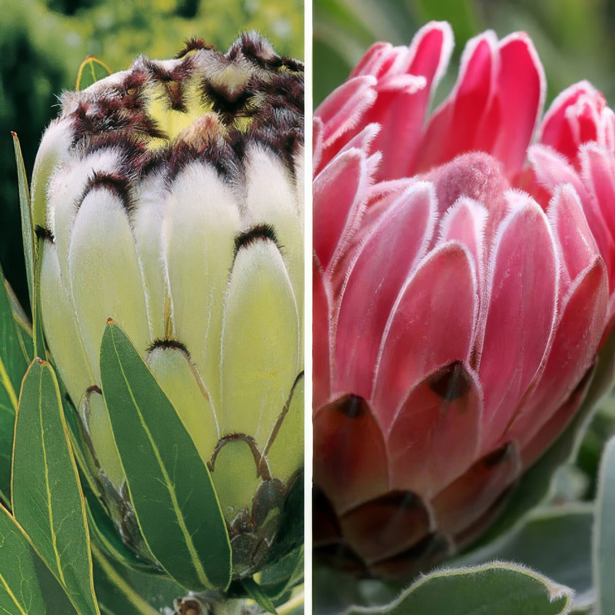 Protea Pink White Duo Colpropwd - Garden Express Australia