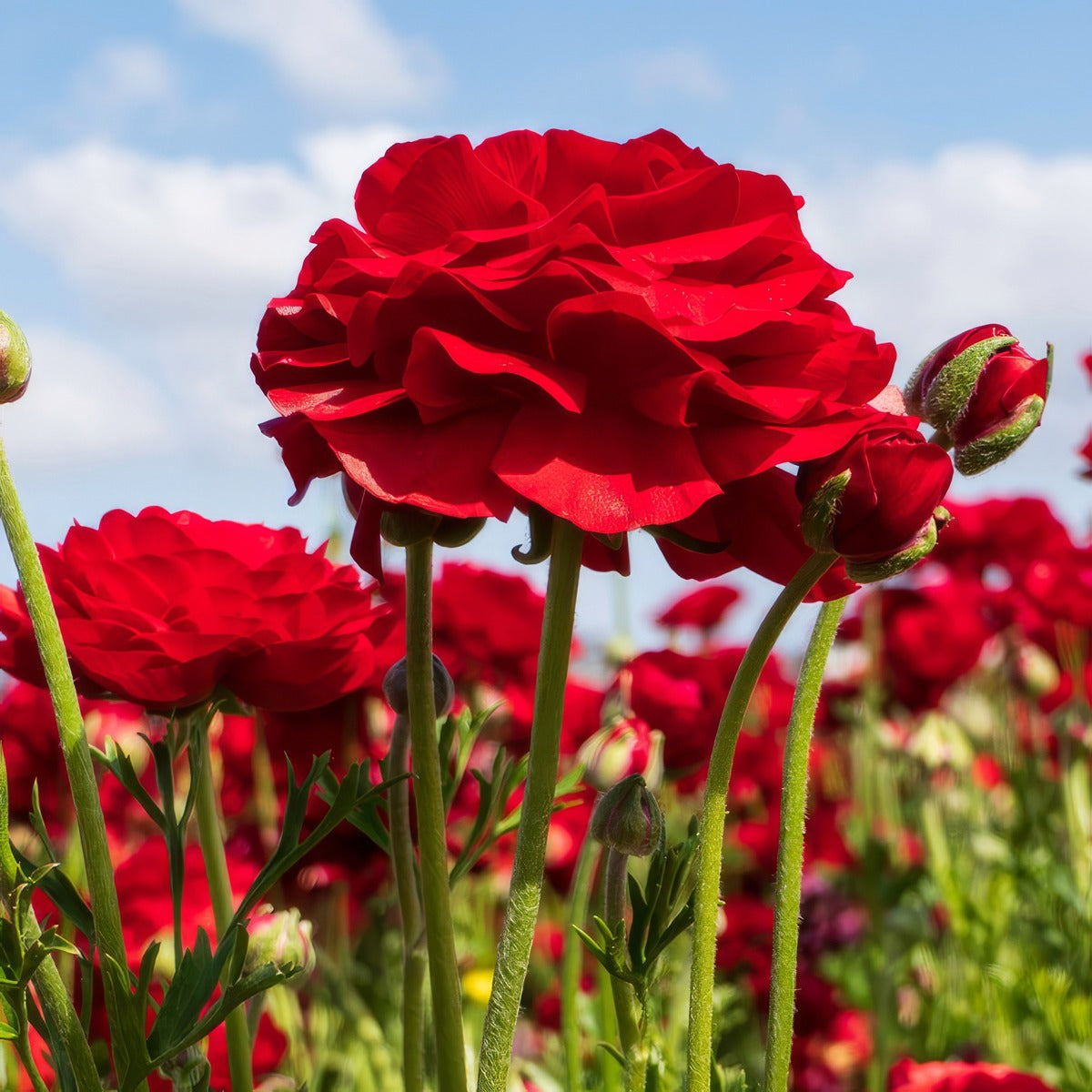 Ranunculi Red Pkranred 2025 - Garden Express Australia