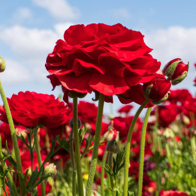 Ranunculi Red Pkranred 2025 - Garden Express Australia