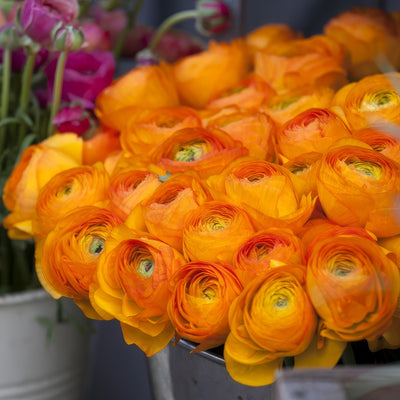 Ranunculus F1 Orange Pkranfor 2026 - Garden Express Australia