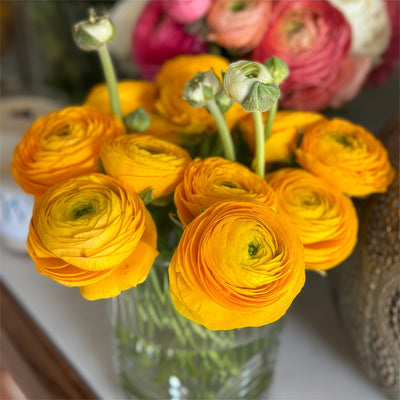 Ranunculus F1 Yellow Pkranfye 2026 - Garden Express Australia