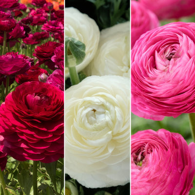 F1 Ranunculi Pastel Collection Colranf1p 2026 - Garden Express Australia