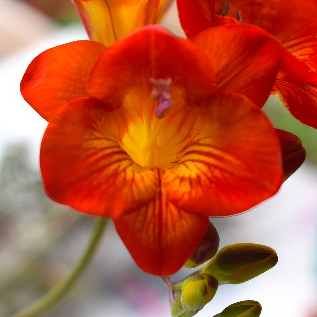 Freesia Hadeco Red Pkfrehre 2026 - Garden Express Australia