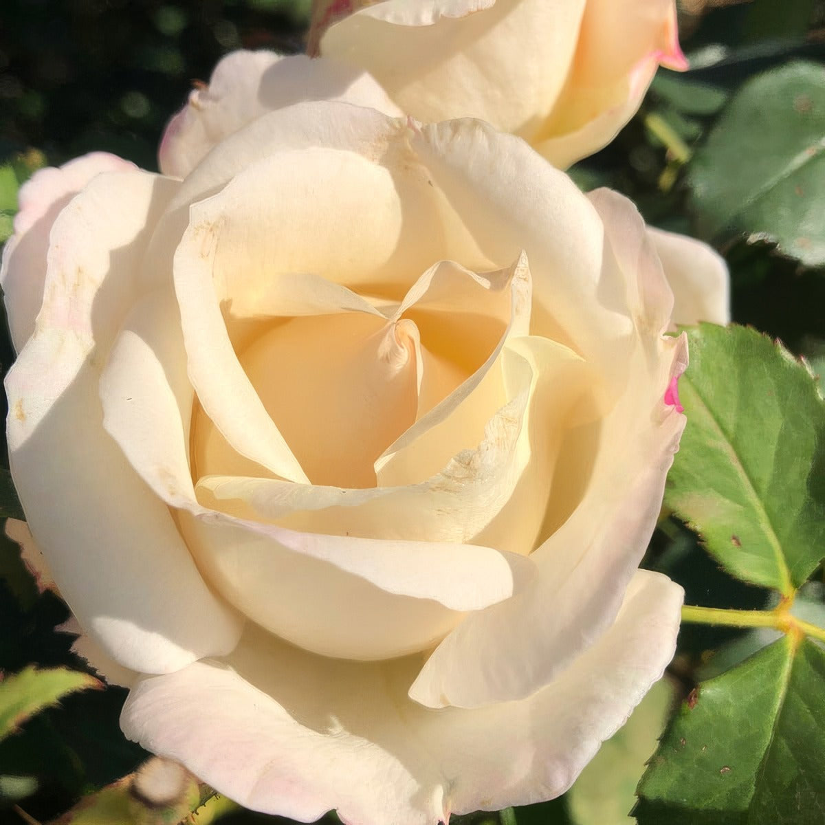 Brindabella Cameo Rosbcam - Garden Express Australia