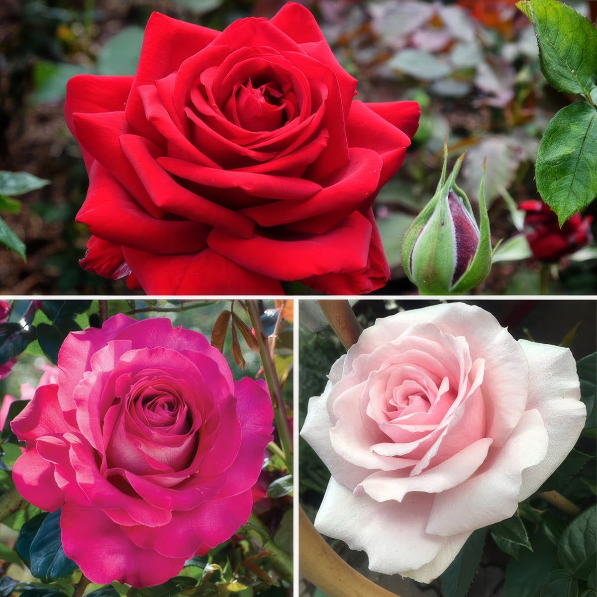 Cut Flower Rose Collection 2026 Colroscfl - Garden Express Australia