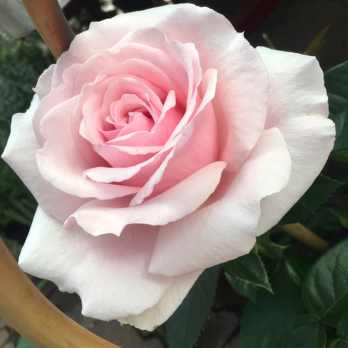 Rose Mothers Love Roshmlo - Garden Express Australia