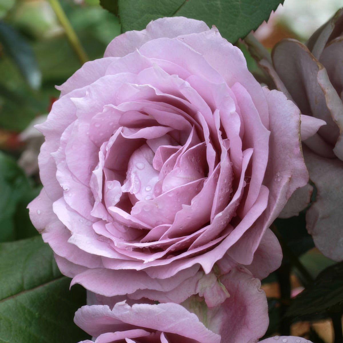 Novalis Rosfnov - Garden Express Australia