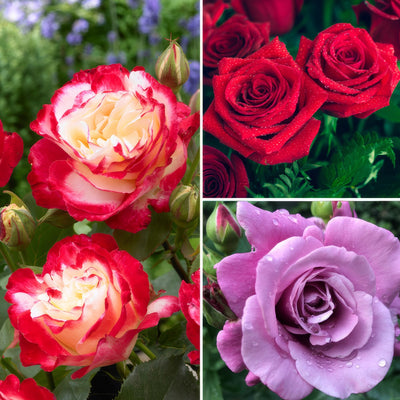 Rose Olde Favourite Collection Colrosofa - Garden Express Australia