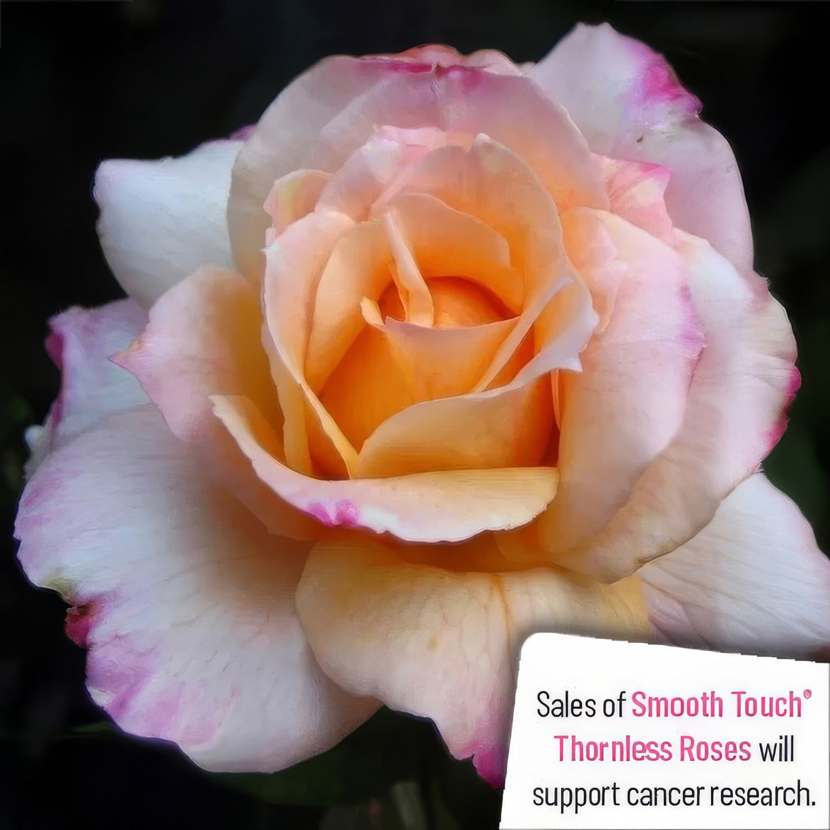 Thornless Rose Smooth Angel 25 Rostang - Garden Express Australia