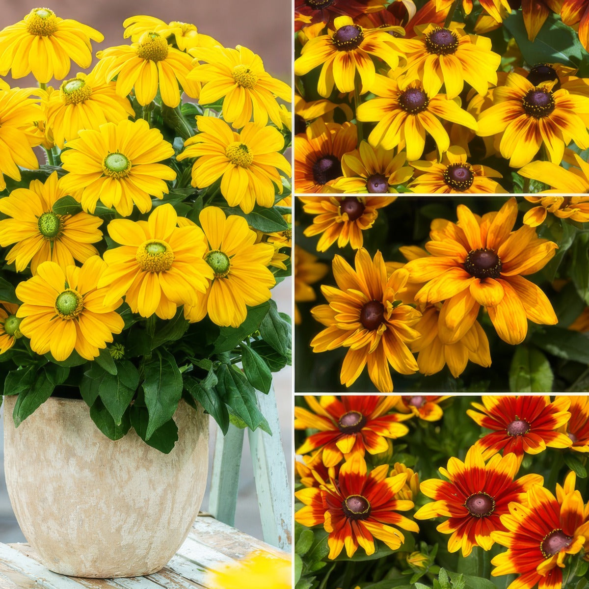 Rudbeckia Sunbeckia Lucky Dip Colrudldi - Garden Express Australia