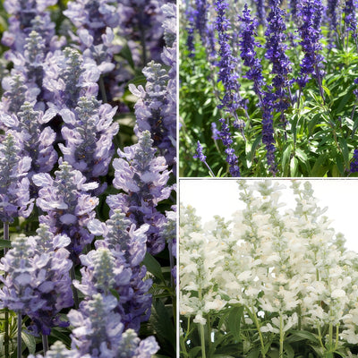 Salvia Cathedral Collection Colsalcco - Garden Express Australia