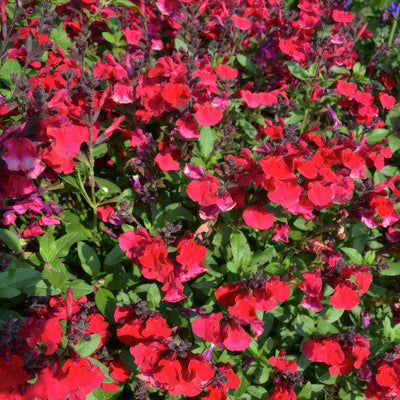 Salvia Mirage Cherry Red 2 - Garden Express Australia