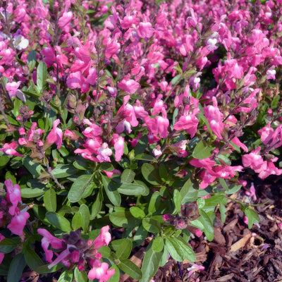 Salvia Mirage Pink - Garden Express Australia