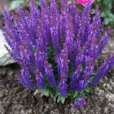 Salvia Midnight Purple 1 - Garden Express Australia