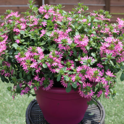 Scaevola Surdiva Fashion Pink - Garden Express Australia